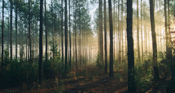 FAT MOOSE // FOREST BATHING - WHAT??